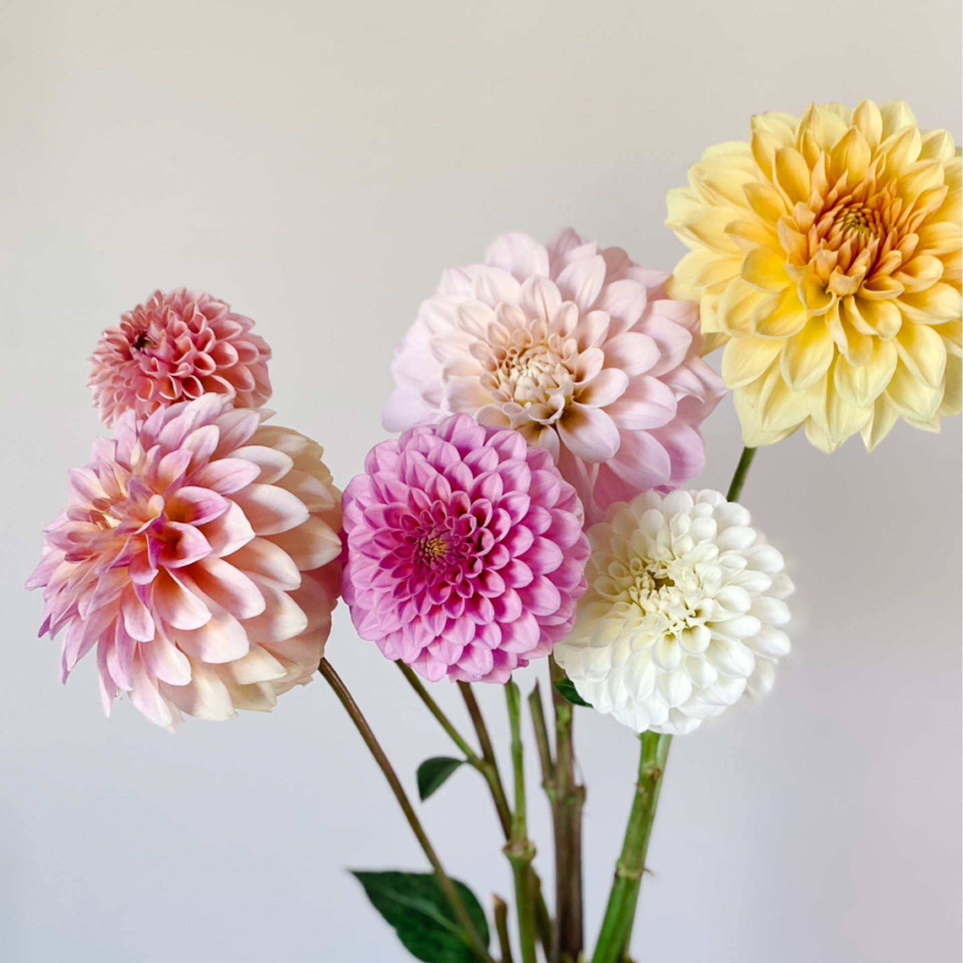 Coseytown® Penny | Cut Flower Dahlia Tubers – Coseytown Flowers