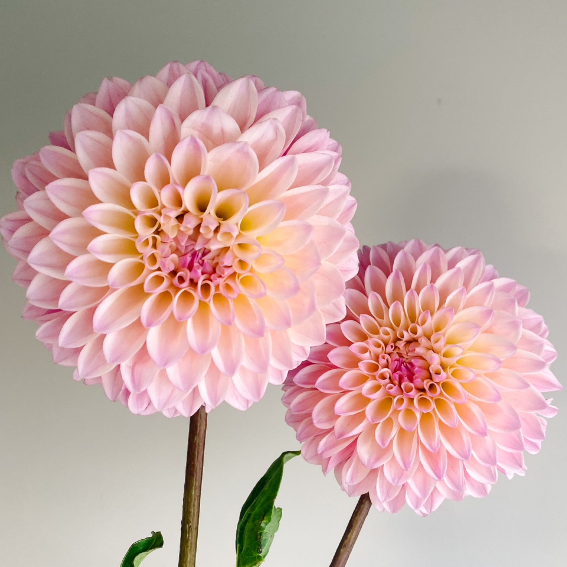 Coseytown® Penny | Cut Flower Dahlia Tubers – Coseytown Flowers
