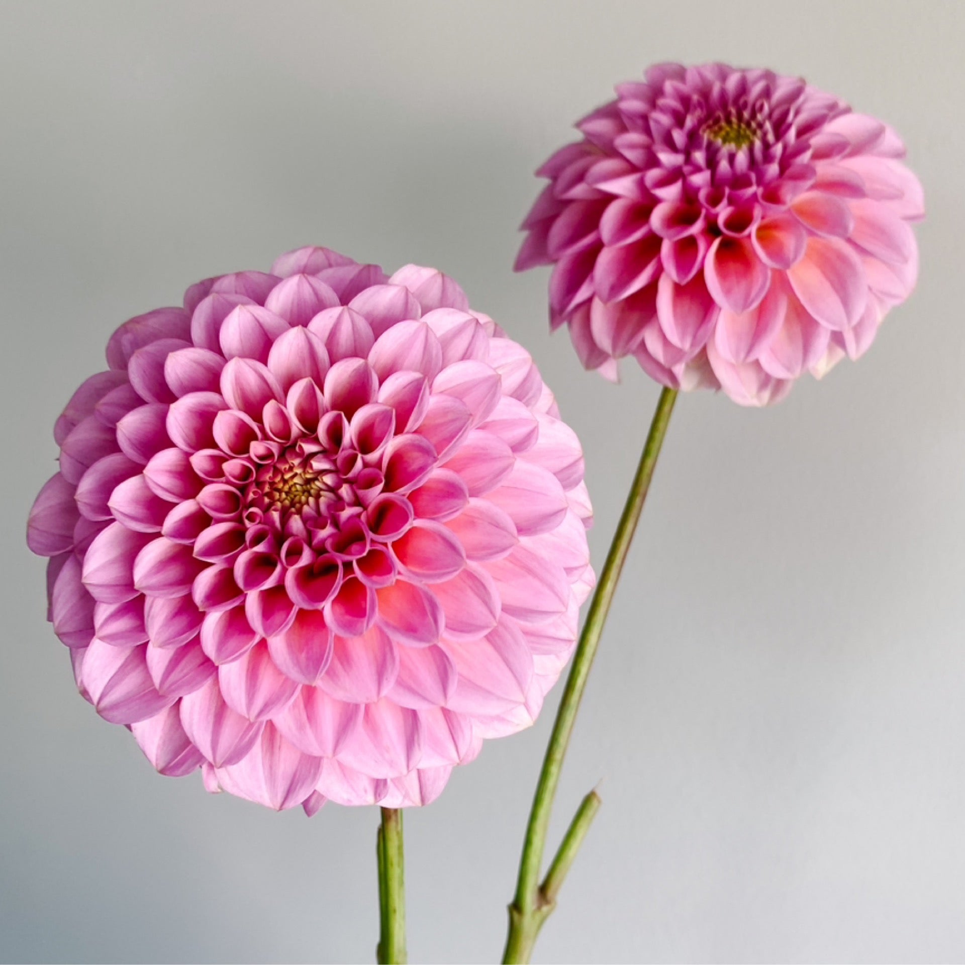 The Dahlia Tuber Shop | JUNE DAISY co.