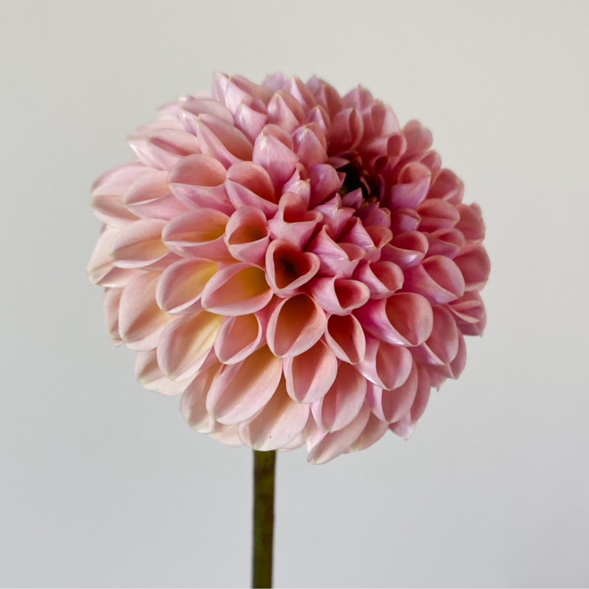 Coseytown® Penny | Cut Flower Dahlia Tubers – Coseytown Flowers